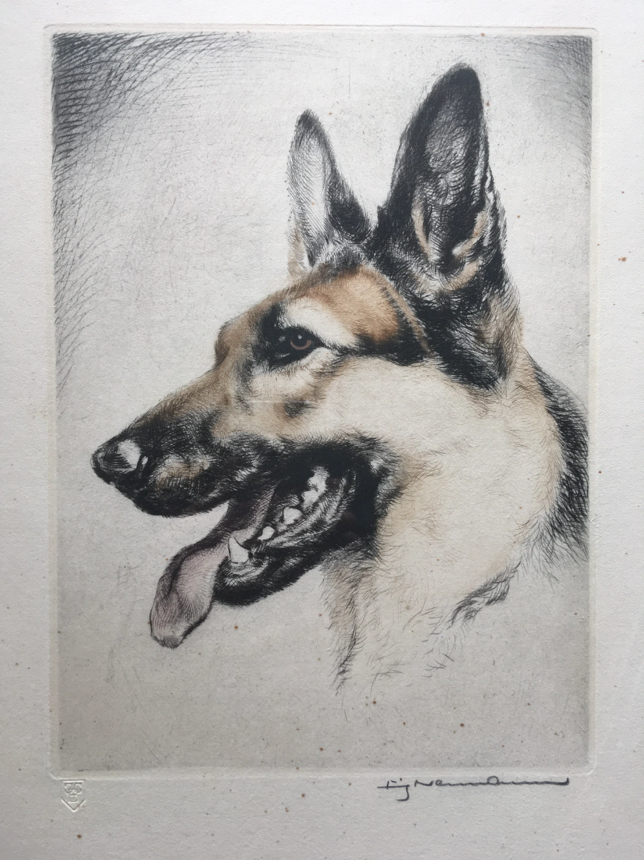 A german shepherd (Fritz Neumann)