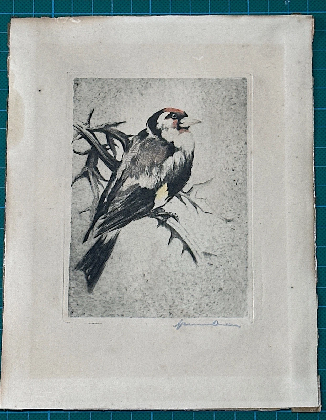 Fritz Neumann Goldfinch