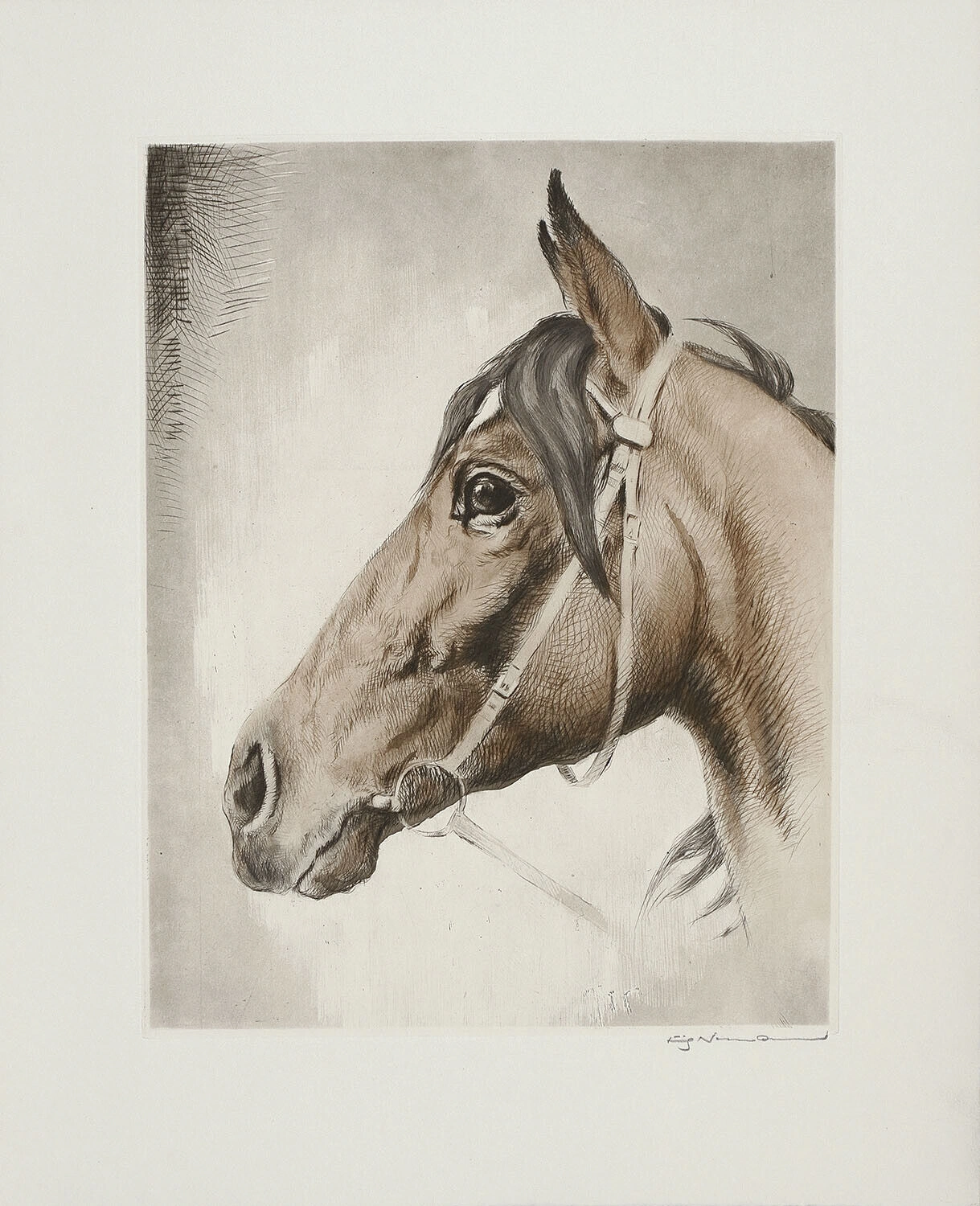 Fritz Neumann Horse