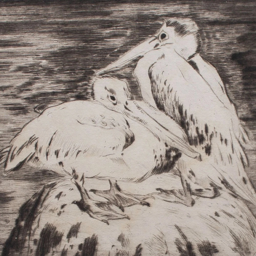Fritz Neumann Pelicans