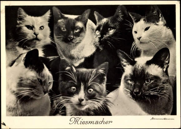 Postcard by Fritz Neumann 3 ("Miesmacher")