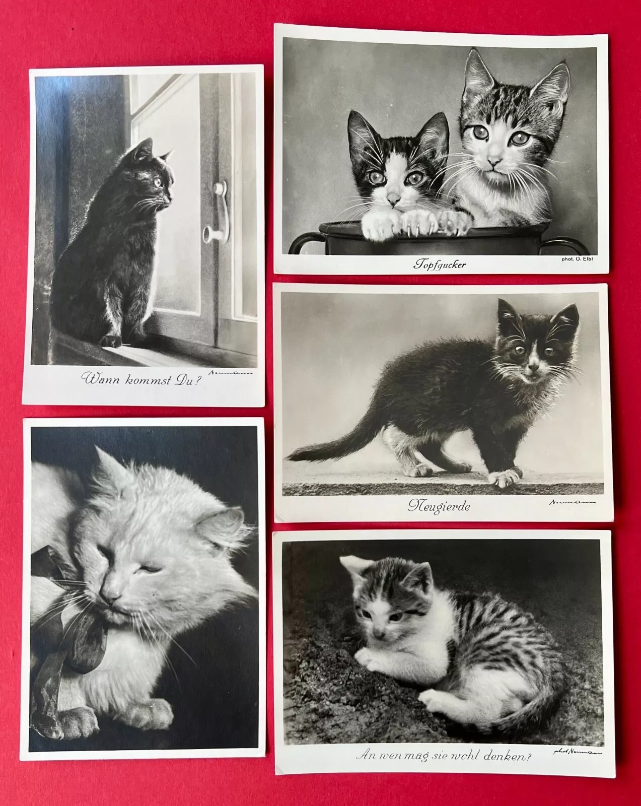 Postcards by Fritz Neumann 4 (Cats)