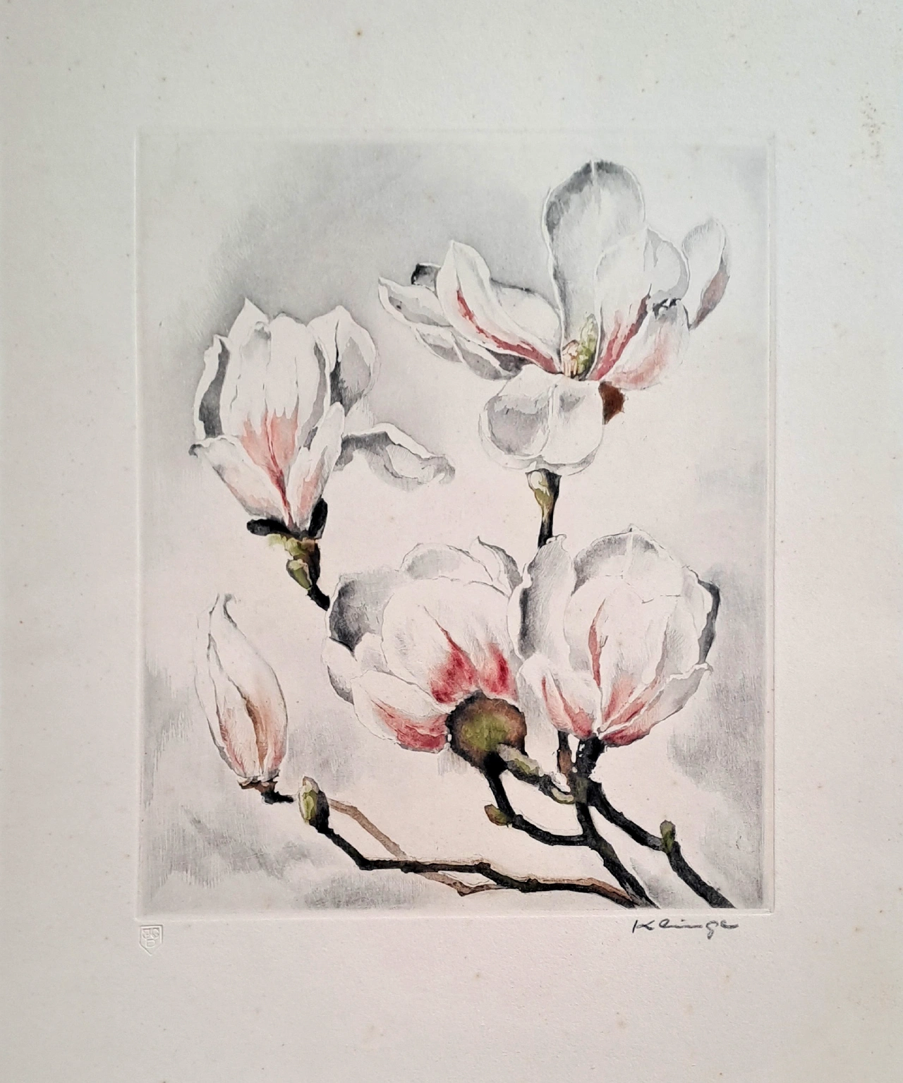 Hedwig Klinge Magnolias